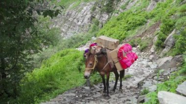25 Temmuz 2024, Himachal Pradesh, Hindistan. Erzak taşımak için eyer çantalı dağ atları ve katırlar, daha yüksek Himalayalar. Bu hayvanlar uzak köylere mal taşımak için çok önemliler.,