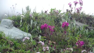 Pedikülaris verticillata, ya da sarkık otlar, Hindistan 'ın Himachal Pradesh kentindeki Himalaya çayırlarında çiçeklerini ve çiçek açan bitkilerini sergiliyor..