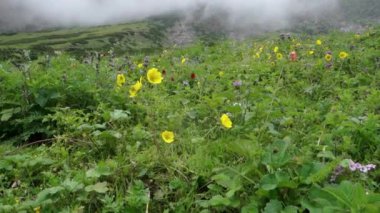Hindistan 'ın Himachal Pradesh kentindeki Himalaya çayırlarında canlı sarı çiçekler açan potentilla delfenensis..