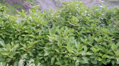 Hydrangea paniklemişti. Hindistan 'ın Himachal Pradesh kentindeki yüksek Himalayalar' ın açık ormanlarında yetişen dik ve dallı bir çalıydı..