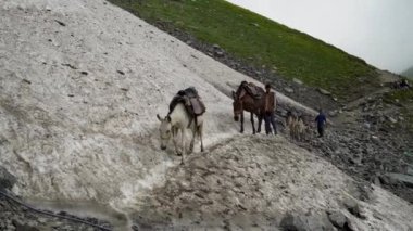 Atlar ve katırlar, uzak köyler için can simidi olan Himachal Pradeshs Chamba Vadisi 'ndeki Kailash Manimahesh Yatra' da tehlikeli bir buzul geçidinde yol alırlar..