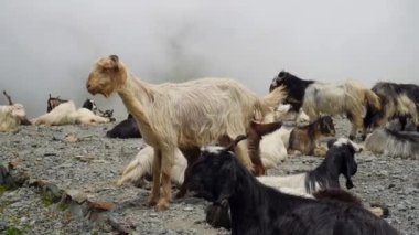 Himachal Pradesh, Hindistan 'daki Himalaya Dağları' nın ortasındaki Dağ Keçileri ve Koyun Sürüsü. Kuzey Hindistan 'ın el değmemiş, engebeli cazibesini yakalamak için ideal..