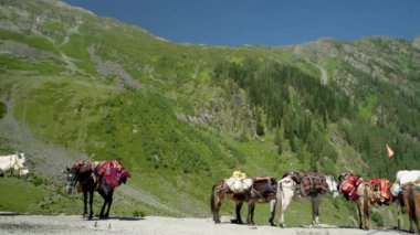 Erzak taşımak için eyer çantalı dağ atları ve katırlar, daha yüksek Himalayalar. Bu hayvanlar uzak köylere mal taşımak için hayati önem taşıyor. Göçebe Himalaya yaşamını yansıtıyor..