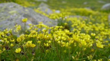 Hindistan 'ın Himachal Pradesh kentindeki Himalaya çayırlarında canlı sarı çiçekler açan potentilla delfenensis..