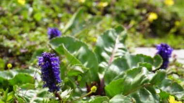 Wulfenia Carinthiaca, Wulfenia olarak bilinir, Hindistan 'ın Himachal Pradesh kentindeki Himalaya çayırlarında çiçek açan..