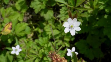 Hindistan 'ın Himachal Pradesh kentindeki Himalaya çayırlarında açan beyaz çiçeklerini gösteren Campanula aparinoidleri, aynı zamanda bataklık çan çiçekleri olarak da bilinir..