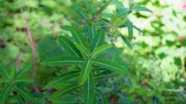 Euphorbia oblongata, Hindistan 'ın Himalaya çayırlarında yetişen Euphorbiaceae familyasının kökleri filizlenen daimi forb..