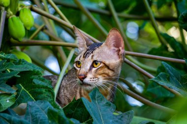 Meraklı bir Hintli sokak kedisi, gözleri açık bir ağaca sığınır. Yakından çekilmiş, vahşi yaşam ve kentsel stok görüntüleri için mükemmel..