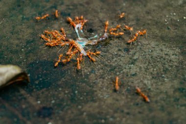 A group of weaver red ants feasting on insect remains in an Indian backyard. Perfect close-up for nature and wildlife stock footage enthusiasts. clipart