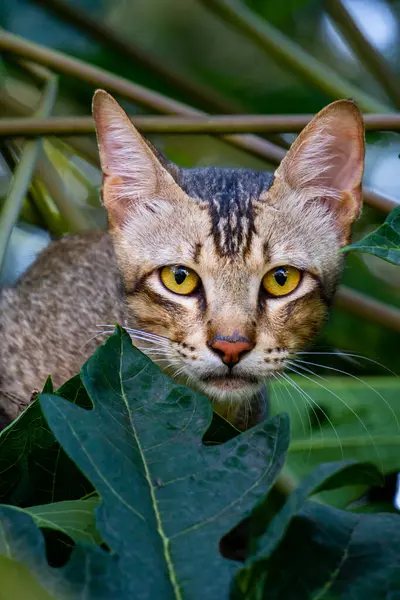 stock image A curious Indian stray cat takes refuge in a tree, eyes wide open. Captured in close-up, perfect for wildlife and urban street stock footage.