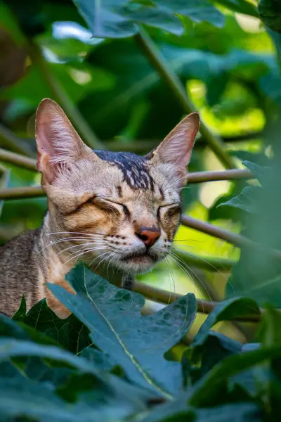 stock image A curious Indian stray cat takes refuge in a tree, eyes wide open. Captured in close-up, perfect for wildlife and urban street stock footage.