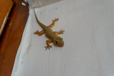 Common house gecko (Hemidactylus frenatus) resting on a wall in an Indian household, a typical sight in homes. clipart