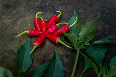 Uttarakhand, Hindistan 'da bir çiftlikte organik olarak yetişen taze yapraklı Guntur kırmızı biberi. Sürdürülebilir, organik tarım uygulamalarını vurgular.
