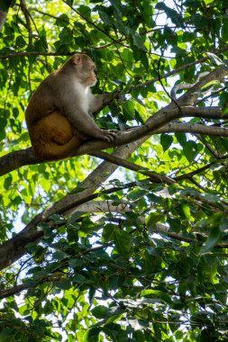 En yaygın maymun, Uttarakhand, Hindistan 'da bir ağaç dalında oturan Rhesus makağı, artan nüfusunun yakındaki şehirleri etkilediği yerdir..