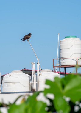 Black kite (Milvus migrans) perched on a pole above an Indian household in Uttarakhand, India, scanning for potential prey. clipart