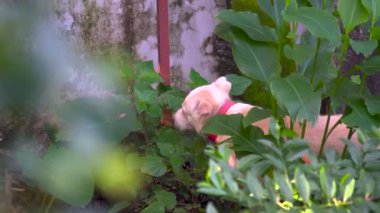 Himalaya çoban köpeği Uttarakhand 'da bir Hint evinin arka bahçesini keşfediyor, etrafı kokluyor ve bitki yiyor. Sadık ve neşeli bir yoldaş..