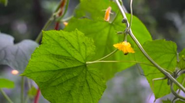 Hint organik bahçesinde yetişen parlak sarı çiçekli Luffa (Turai) sarmaşığı. Luffa, kabak, kabak ve su kabaklarıyla ilgili Cucurbitaceae ailesinden..