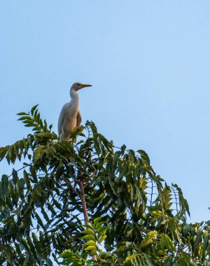 A Great Egret (Ardea alba) sitting atop a tree in Uttarakhand, India. A striking white bird, admired by bird watchers for its grace and beauty. clipart