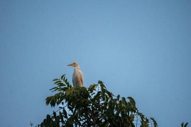 Uttarakhand, Hindistan 'da bir ağacın tepesinde oturan bir Büyük Akbalıkçıl (Ardea alba). Zarafet ve güzelliği için kuş gözlemcileri tarafından takdir edilen çarpıcı beyaz bir kuş..