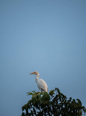 Uttarakhand, Hindistan 'da bir ağacın tepesinde oturan bir Büyük Akbalıkçıl (Ardea alba). Zarafet ve güzelliği için kuş gözlemcileri tarafından takdir edilen çarpıcı beyaz bir kuş..