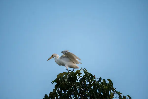 Uttarakhand, Hindistan 'da bir ağacın tepesinde oturan bir Büyük Akbalıkçıl (Ardea alba). Zarafet ve güzelliği için kuş gözlemcileri tarafından takdir edilen çarpıcı beyaz bir kuş..