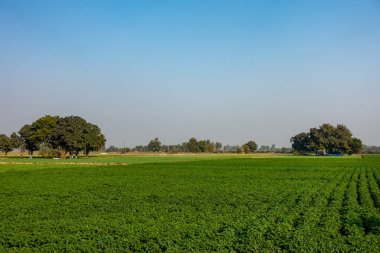 Hoshiarpur, Punjab 'ın uçsuz bucaksız, yeşil tarım arazilerini keşfedin, Hindistan' da bir tarım merkezi, çarpıcı detaylarla ele geçirildi..