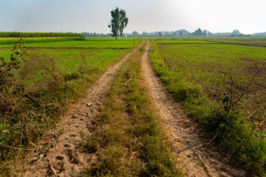 Hindistan 'ın tarım merkezi olan Hoshiarpur, Punjab' ın uçsuz bucaksız, yemyeşil tarım arazilerindeki yük araçlarının lastik izleri çarpıcı detaylarla yakalandı..
