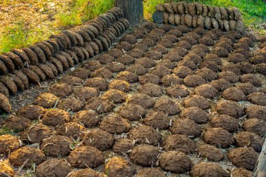 Explore Punjab's eco-friendly farmlands where cow dung cakes are used as biofuel, showcasing organic and chemical-free practices in rural India. clipart