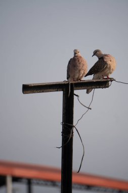 Yerel olarak Ghuguti olarak bilinen benekli güvercin (Spilopelia chinensis) çiftinin cazibesine tanık olun, Dehradun, Uttarakhand, Hindistan 'da bir çatı demirine tünemişlerdir.