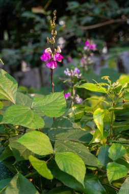 Hindistan 'ın Uttarakhand kentindeki organik bir bahçede çiçek ve yapraklarıyla beslenen canlı chimichurri fasulyelerine hayran olun..