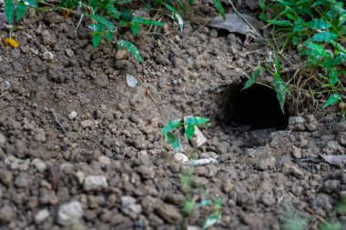 Farelerin ve diğer kemirgenlerin Uttarakhand 'ın tarım arazilerinde delikler ve oyuklar açarak önemli üretim kayıplarına neden olan yıkıcı etkisine tanık olun..