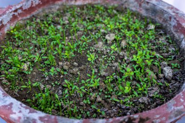 Çamur tenceresinde filizlenen yeşil organik fesleğen filizlerinin narin güzelliğine hayran kaldım..