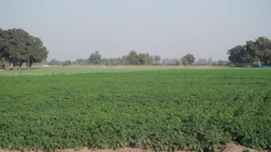 Hoshiarpur, Punjab 'ın uçsuz bucaksız, yeşil tarım arazilerini keşfedin, Hindistan' da bir tarım merkezi, çarpıcı detaylarla ele geçirildi..
