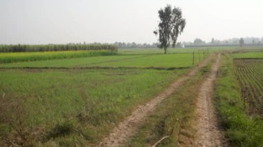 Hindistan 'ın tarım merkezi olan Hoshiarpur, Punjab' ın uçsuz bucaksız, yemyeşil tarım arazilerindeki yük araçlarının lastik izleri çarpıcı detaylarla yakalandı..