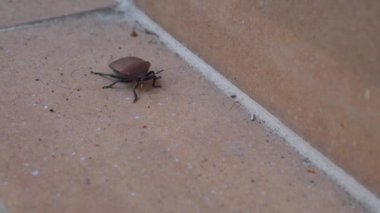 Kahverengi Marmorated Stink Bug, Pentatomidae familyasından bir böcek, Hindistan 'daki eşleşen geçmişine kusursuz bir şekilde karışıyor..