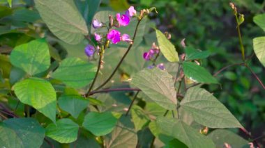 Hindistan 'ın Uttarakhand kentindeki organik bir bahçede çiçek ve yapraklarıyla beslenen canlı chimichurri fasulyelerine hayran olun..