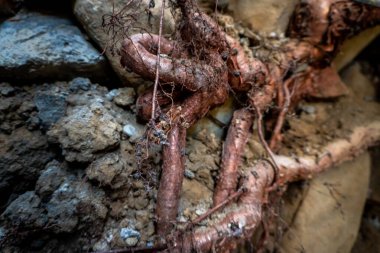 Hindistan 'da toprağın altına uzanan ağaç kökleri doğanın inanılmaz görüntüsünü sergiliyor. Kökler yakınlardaki duvarlara ve inşaata ciddi zarar veriyor..