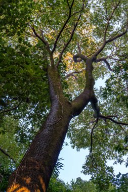 Hindistan 'ın Uttarakhand, Dehradun ormanındaki geniş gövdesi ve genişleyen tepe örtüsü dallarıyla görkemli Neem ağacının (Azadirachta indica) yukarı doğru bir görüntüsünü keşfedin..