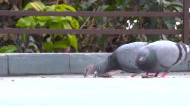 Hint kaya güvercinleri (Columba livya) ve benekli güvercinler (Spilopelia chinensis) Hindistan 'ın Uttarakhand şehrindeki Dehradun şehrinin çatılarında tahıl yiyorlar..