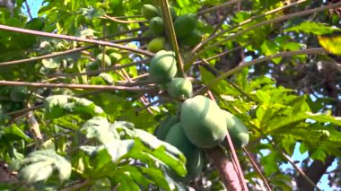 Uttarakhand, Hindistan 'da organik çiğ papayalar gruplar halinde asılı. Yeşil sağlıklı yaşam ve tarladan sofraya konsepti teşvik eder.