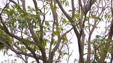 Neem Ağacı 'nın (Azadirachta indica) sonbaharda yaprakları dökülürken panoramik çekimi. Uttarakhand, Hindistan 'da yarı çıplak ağaç dalları.