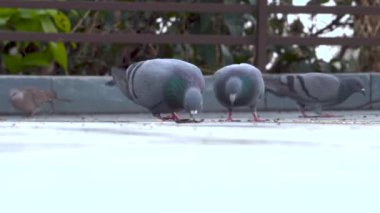 Hint kaya güvercinleri (Columba livya) ve benekli güvercinler (Spilopelia chinensis) Hindistan 'ın Uttarakhand şehrindeki Dehradun şehrinin çatılarında tahıl yiyorlar..
