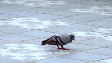 Kamera, Hindistan 'ın Uttarakhand kentindeki Dehradun şehrinin çatısında yürüyen tek başına bir Hint kaya güvercini (Columba livia) takip ediyor..