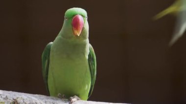 Alexandrine parakeet (Psittacula eupatria) Dehradun Hayvanat Bahçesi, Uttarakhand, Hindistan. Kurtarma tesisi ve çocuk parkının turistik cazibesi..