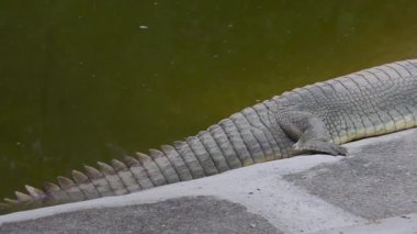 Gharial (Gavialis gangeticus), Hindistan 'ın Uttarakhand kentindeki Dehradun Hayvanat Bahçesi' nde bulunan bir gölette balık yiyen timsah veya gavial olarak da bilinir. Kurtarma tesisi ve çocuk parkının turistik cazibesi..