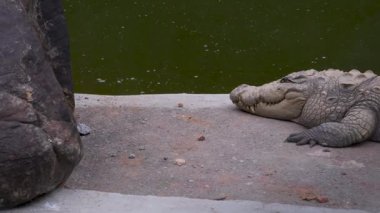 Hindistan, Uttarakhand, Dehradun Hayvanat Bahçesi 'nde tuzlu su timsahı (Crocodylus porosus). Kurtarma tesisi ve çocuk parkının turistik cazibesi..