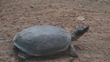 Güney Amerika nehir kaplumbağası olarak da bilinen Arrau kaplumbağası (Podocnemis expansa), Uttarakhand, Hindistan 'daki Dehradun Hayvanat Bahçesi' nde bulunur. Kurtarma tesisi ve çocuk parkının turistik cazibesi..