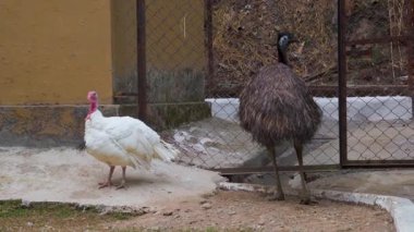 Kanguru Adası devekuşu (Dromaius novaehollandiae baudinianus) ve Uttarakhand, Hindistan 'daki Dehradun Hayvanat Bahçesi' nde Kraliyet palmiyesi Türkiye 'si. Kurtarma tesisi ve çocuk parkının turistik cazibesi..