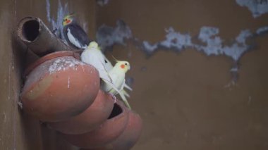 Bir grup papağan (Nymphicus hollandicus) Dehradun Hayvanat Bahçesi, Uttarakhand, Hindistan. Kurtarma tesisi ve çocuk parkının turistik cazibesi..