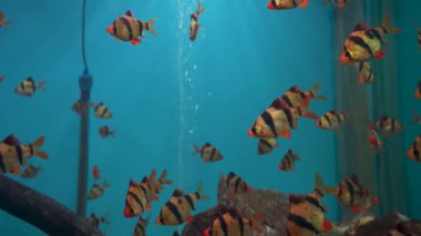 Tiger Barb (Puntigrus tetrazona) Uttarakhand 'daki Dehradun Hayvanat Bahçesi' nde büyük bir akvaryumda. Çocuk parkının ve doğal hayatı koruma alanının turistik cazibesi.